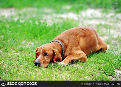 big brown dog lying on lawn