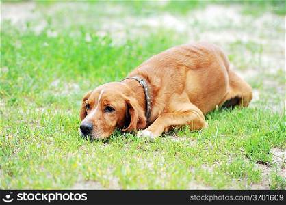 big brown dog lying on lawn