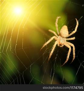 Big brown spider in rays setting sun