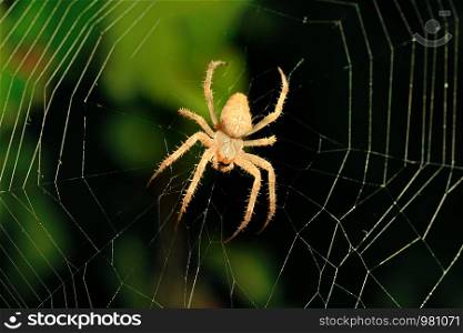 Big brown spider on its web on dark background