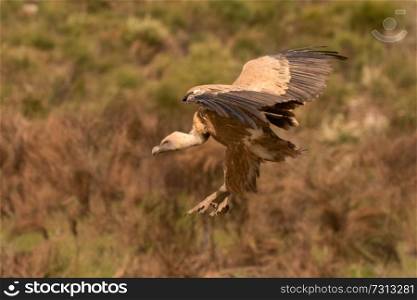 Big brown vulture in flight with a cloudy sky of background