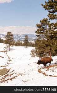 Big Buffalo roam down into the valley from up high on the hill