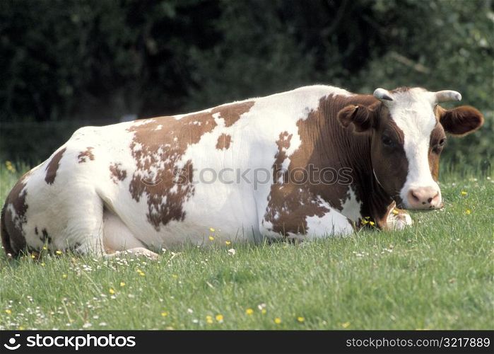 Big Bull Laying in a Field