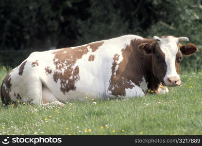 Big Bull Laying in a Field