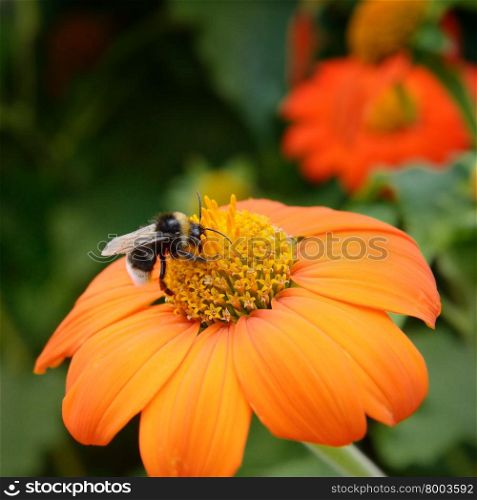 Big bumble bee on flower