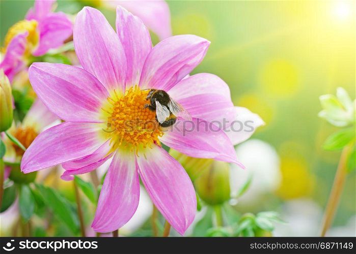 Big bumblebee collects nectar on dahlia illuminated by sun.