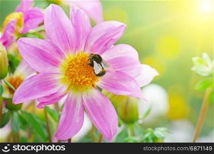 Big bumblebee collects nectar on dahlia illuminated by sun.