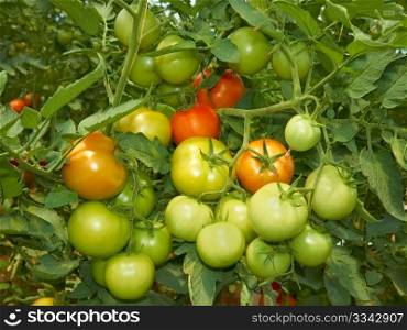 Big bunch with green and red tomatoes growing in the greenhouse
