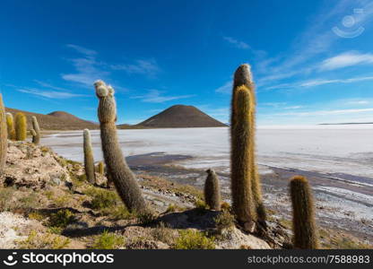 Big cactus on Incahuasi island, salt flat Salar de Uyuni, Altiplano, Bolivia. Unusual natural landscapes deserted solar travel South America