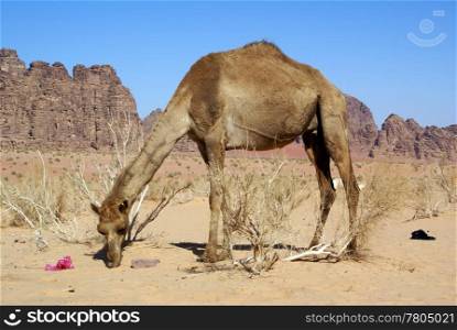 Big camel near mountain in Wadi Rum desert, Jordan