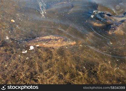 Big carp fish in a pond close to the shore