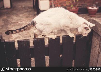 Big cat walking on a fence