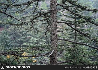 Big Cedar tree in Cedar valley in Troodos mountain, Cyprus