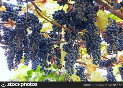 Big clusters of blue ripe grapes hang up. Rich crop of grapes hanging hanging from top. Harvest of blue ripe grape. Big clusters of blue ripe grapes hang up