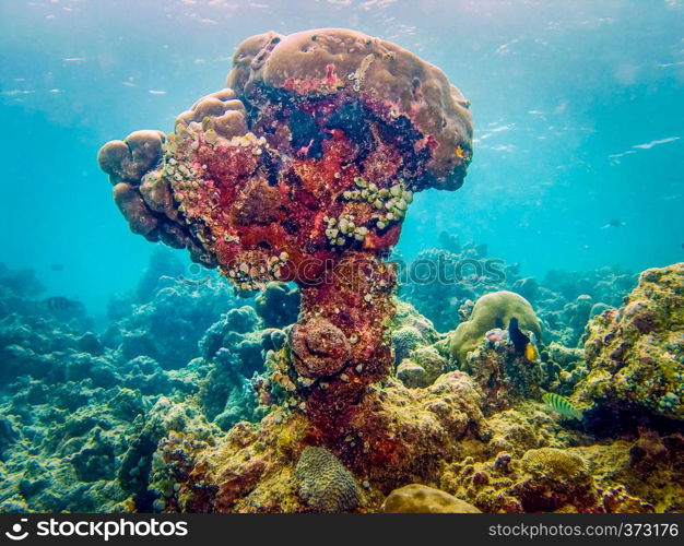 Big coral polyp at Maldives