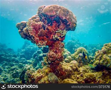 Big coral polyp at Maldives