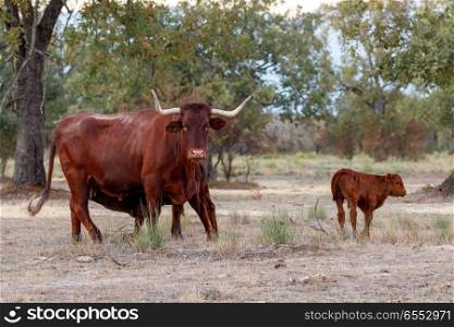Big cow grazing in the field with its calf. Big red cow grazing in the field with its calf