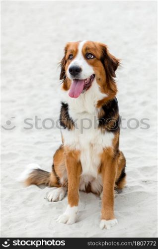 Big cute dog sitting on the sand in the beach