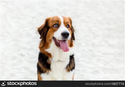 Big cute dog sitting on the sand in the beach