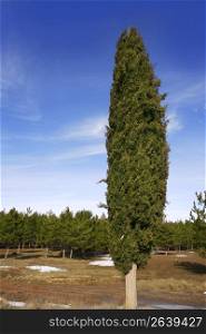 big cypress in winter pine forest background