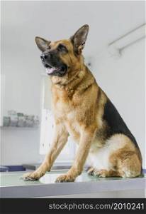 big dog with open mouth veterinary clinic