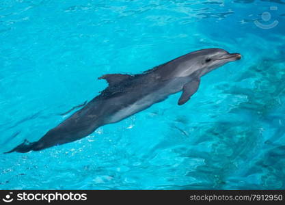 Big Dolphin Swimming in the Blue Water in the Bright Sunny Day