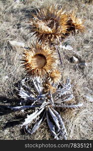 Big dry burdock on the autumn field