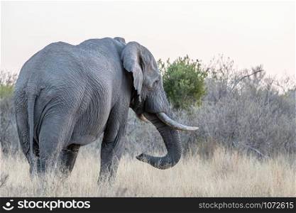 Big Elephant bull facing away from the camera in the Welgevonden game reserve, South Africa.