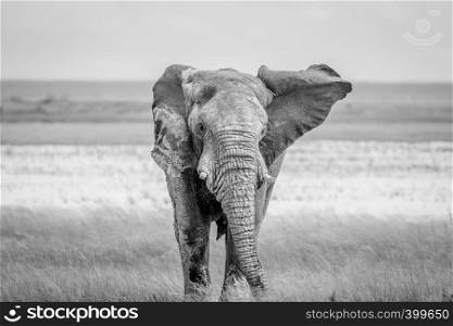 Big Elephant bull walking towards the camera in black and white in the Etosha National Park, Namibia.