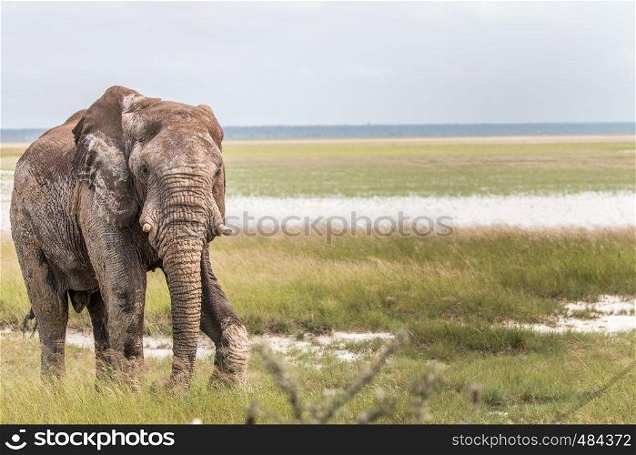 Big Elephant bull walking towards the camera in the Etosha National Park, Namibia.