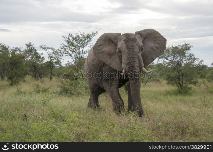 big elephant in national kruger wild park south africa near hoedspruit at te orphan gate