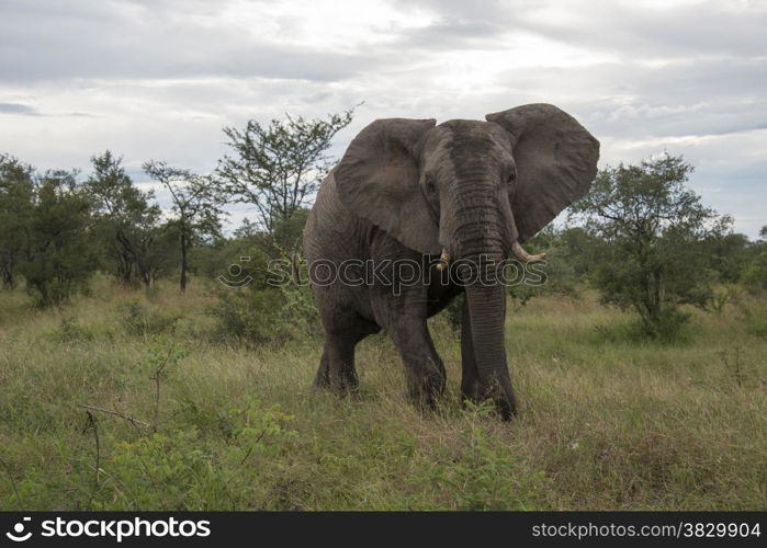 big elephant in national kruger wild park south africa near hoedspruit at te orphan gate