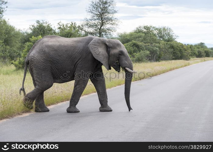 big elephant in national kruger wild park south africa near hoedspruit at te orphan gate