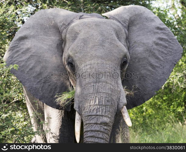 big elephant in national kruger wild park south africa near hoedspruit at te orphan gate