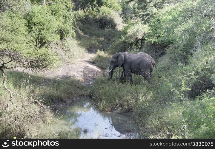 big elephant in national kruger wild park south africa near hoedspruit crossing the river