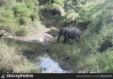 big elephant in national kruger wild park south africa near hoedspruit crossing the river
