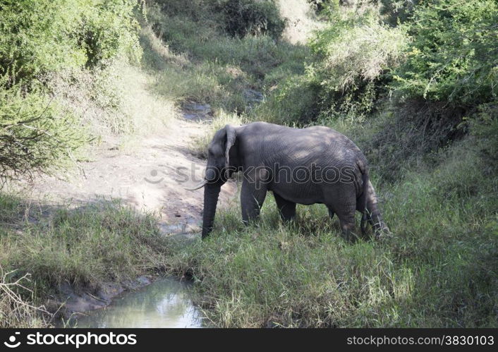 big elephant in national kruger wild park south africa near hoedspruit crossing the river