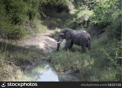 big elephant in national kruger wild park south africa near hoedspruit crossing the river