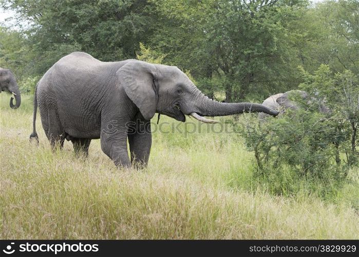 big elephant in national kruger wild park south africa near hoedspruit eating from the trees