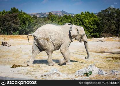 Big elephant in the desert at safari. Big elephant in the desert