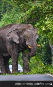 Big elephant on the road at Khao Yai National Park, Thailand