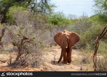 Big elephant standing in the savannah, Kenya, on safari