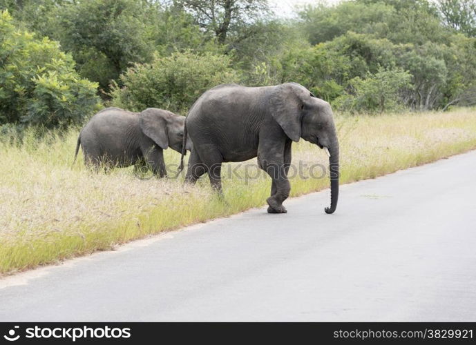big elephant with yung baby one in national kruger wild park south africa near hoedspruit at te orphan gate