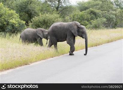 big elephant with yung baby one in national kruger wild park south africa near hoedspruit at te orphan gate