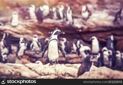 Big family of penguins, many cute little animals on the rocks, flightless birds on the stony bank of Atlantic Ocean, beautiful nature of a South Africa