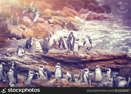 Big family of penguins, many cute little animals on the rocks near the water, flightless birds on the stony bank of Atlantic Ocean, beautiful nature of a South Africa