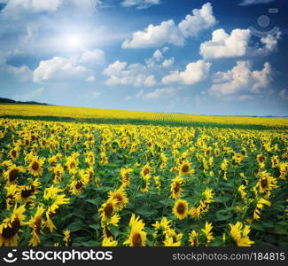 Big field of sunflowers. Composition of nature.