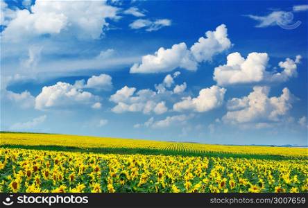 Big field of sunflowers. Composition of nature.