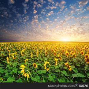 Big field of sunflowers. Composition of nature.