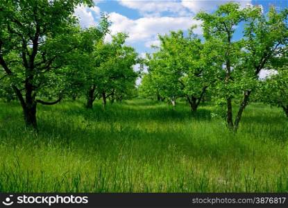 Big field of trees. Nature composition.